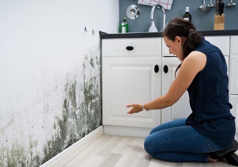 Mold In Kitchen